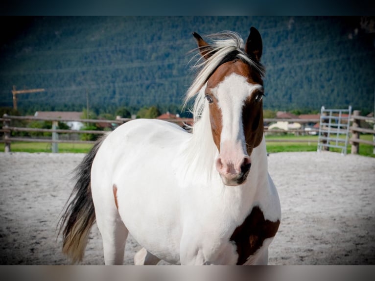 Lewitzer Gelding 13 years 13,1 hh Pinto in Rosenbach