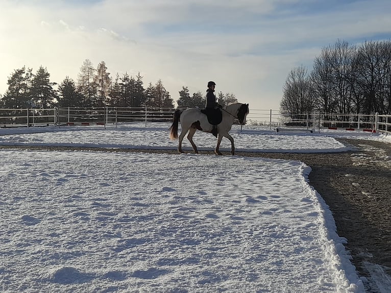 Lewitzer Gelding 13 years 13,1 hh Pinto in Rosenbach