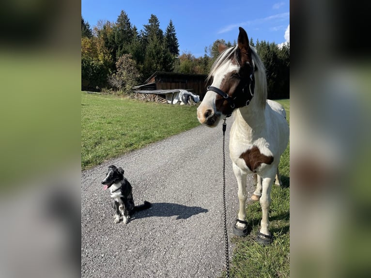 Lewitzer Gelding 13 years 13,1 hh Pinto in Rosenbach