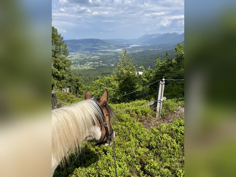 Lewitzer Gelding 13 years 13,1 hh Pinto in Rosenbach