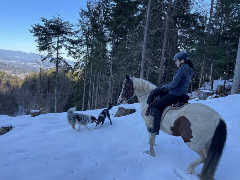 Lewitzer Gelding 13 years 13,1 hh Pinto in Rosenbach
