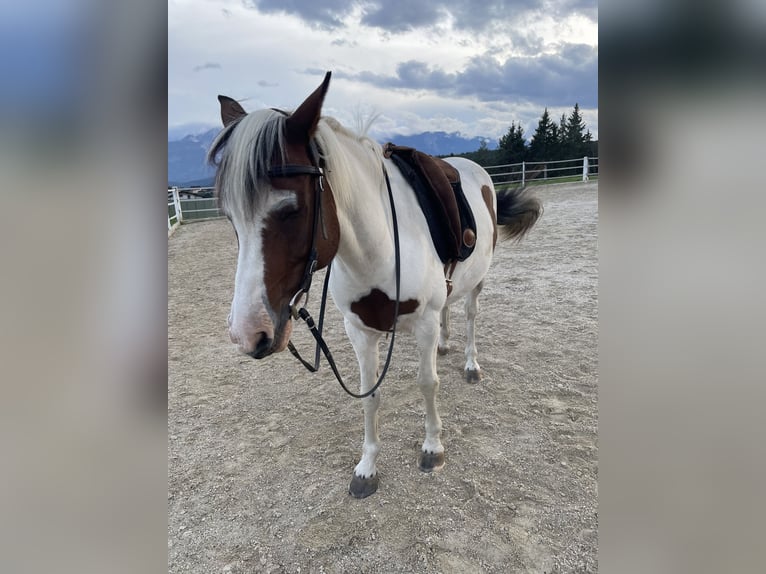 Lewitzer Gelding 13 years 13,1 hh Pinto in Rosenbach