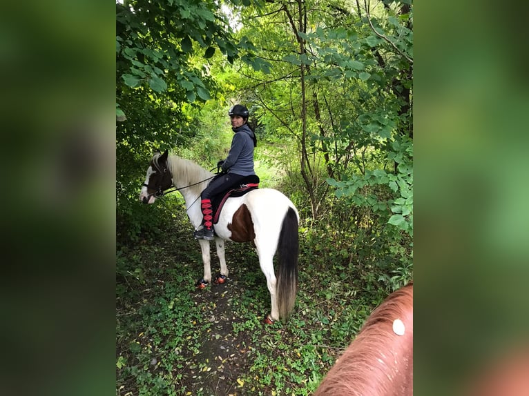 Lewitzer Gelding 13 years 13,1 hh Pinto in Rosenbach