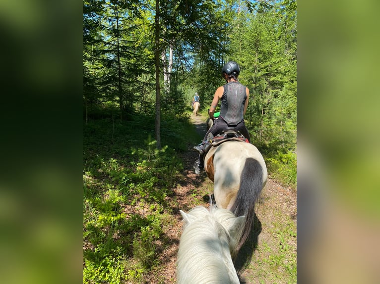 Lewitzer Gelding 13 years 13,1 hh Pinto in Rosenbach