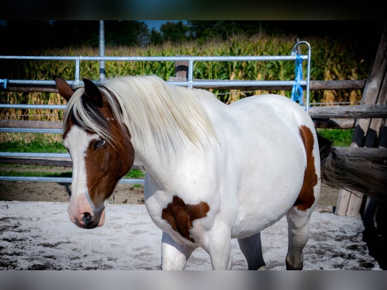 Lewitzer Gelding 13 years 13,1 hh Pinto in Villach-Innere Stadt