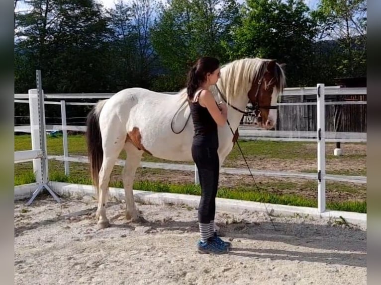 Lewitzer Gelding 13 years 13,1 hh Pinto in Villach-Innere Stadt