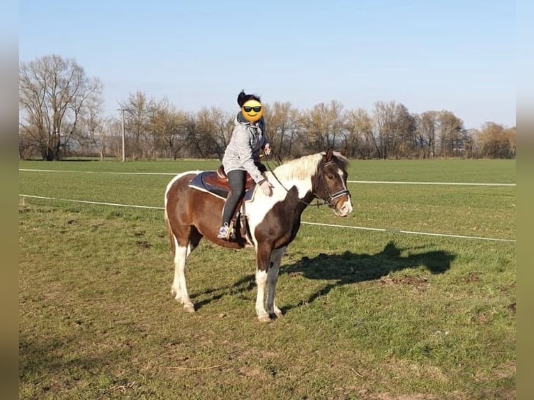 Lewitzer Gelding 13 years 14.3 hh Pinto in Uthleben