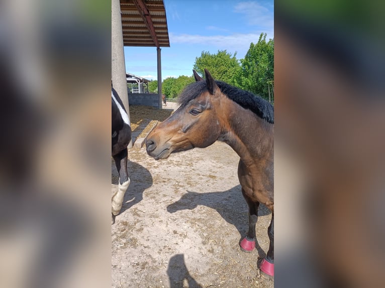 Lewitzer Gelding 13 years 14 hh Brown in Lütjenburg
