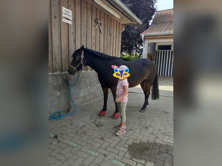 Lewitzer Gelding 13 years 14 hh Brown in Lütjenburg