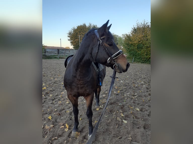 Lewitzer Gelding 13 years 14 hh Brown in Lütjenburg