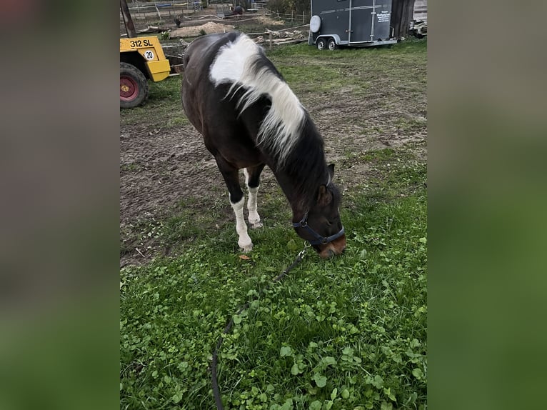 Lewitzer Gelding 14 years 15,1 hh Pinto in Blekendorf