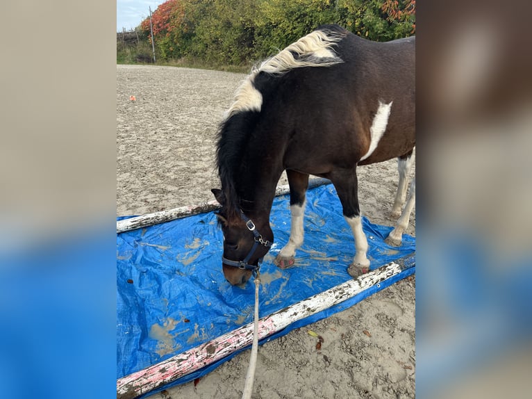 Lewitzer Gelding 14 years 15,1 hh Pinto in Blekendorf