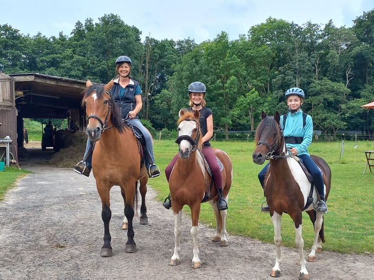 Lewitzer Gelding 15 years 12,2 hh Pinto in Rostock
