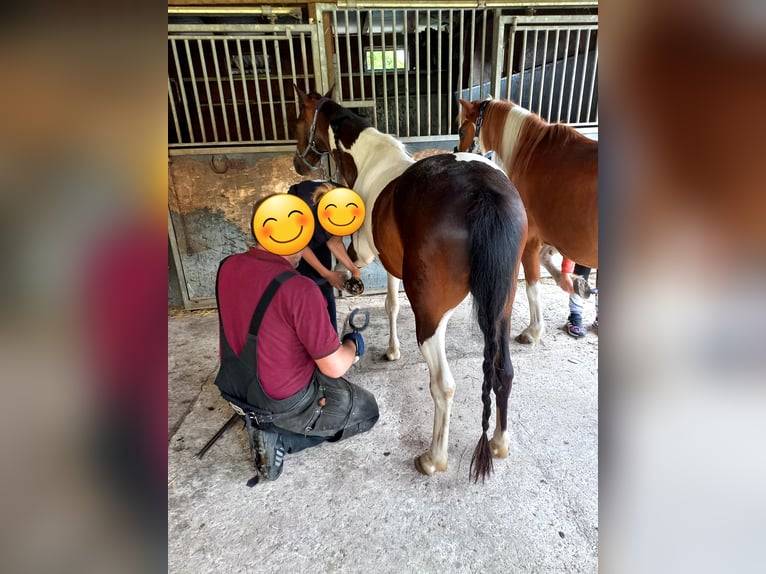Lewitzer Gelding 15 years 12,2 hh Pinto in Rostock