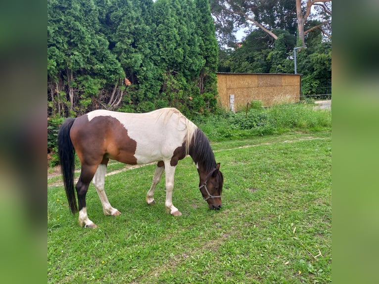 Lewitzer Gelding 15 years 12,2 hh Pinto in Rostock