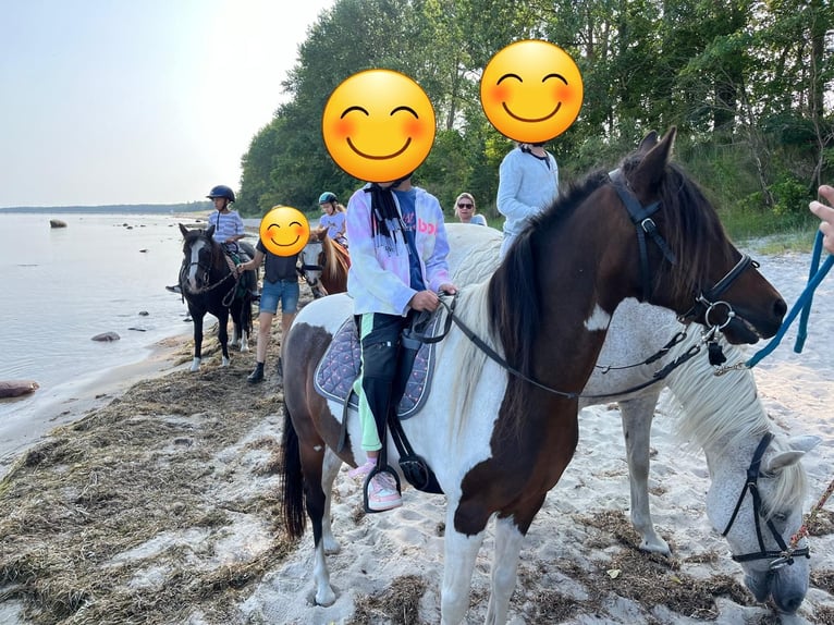 Lewitzer Gelding 15 years 12,2 hh Pinto in Rostock
