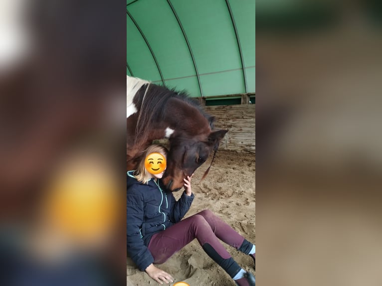 Lewitzer Gelding 15 years 12,2 hh Pinto in Rostock