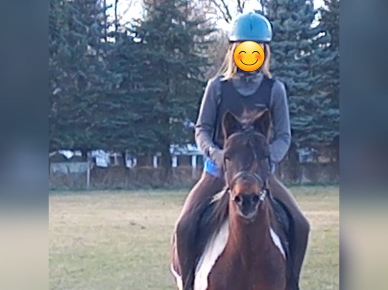 Lewitzer Gelding 15 years 12,2 hh Pinto in Rostock