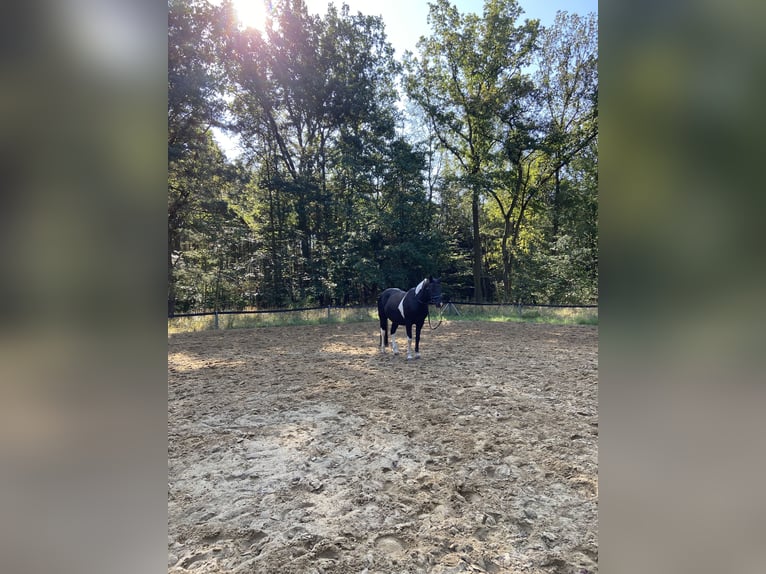 Lewitzer Gelding 15 years 14.2 hh Pinto in Burg