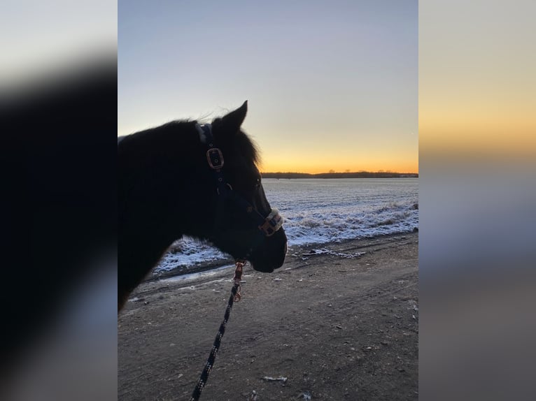 Lewitzer Gelding 15 years 14.2 hh Pinto in Burg