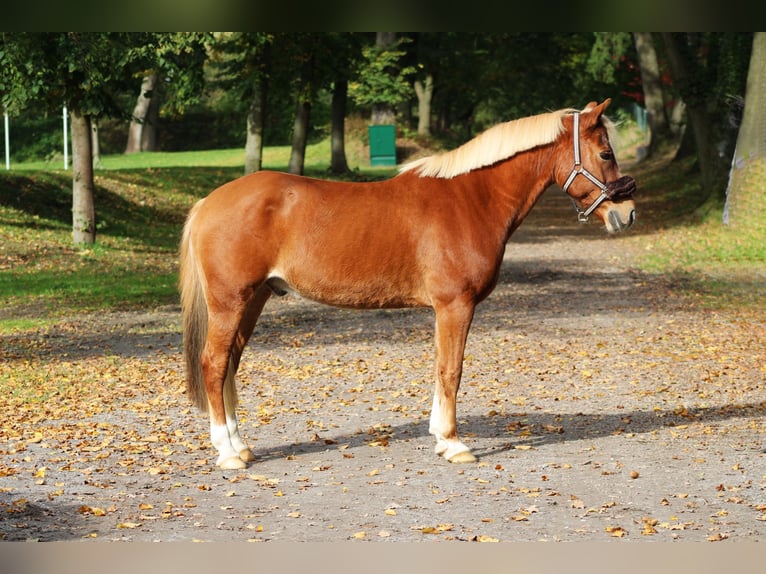 Lewitzer Gelding 15 years 14 hh Chestnut-Red in Darmstadt