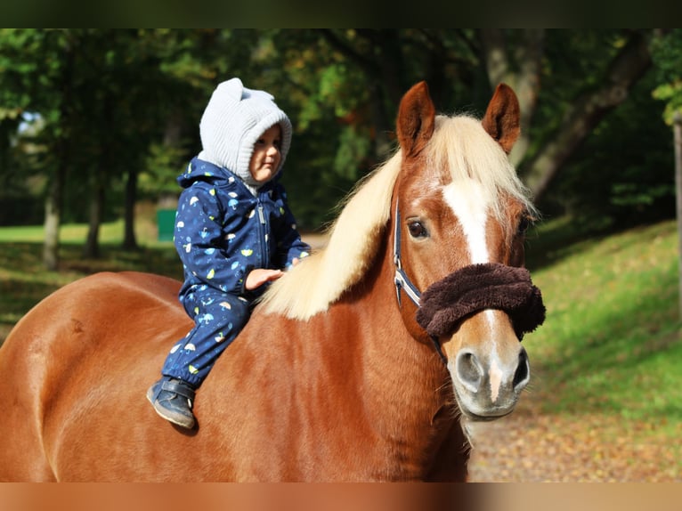 Lewitzer Gelding 15 years 14 hh Chestnut-Red in Darmstadt