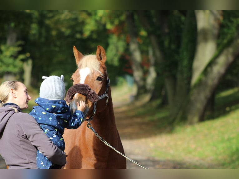 Lewitzer Gelding 15 years 14 hh Chestnut-Red in Darmstadt