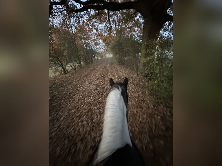 Lewitzer Gelding 15 years 14,2 hh Pinto in Burg