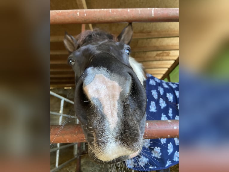Lewitzer Gelding 15 years 14,2 hh Pinto in Burg