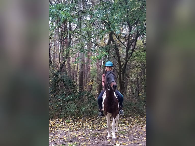 Lewitzer Gelding 16 years 12.2 hh Pinto in Rostock- Schmarl