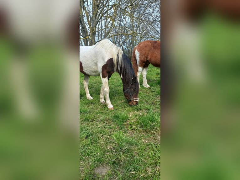 Lewitzer Gelding 16 years 12.2 hh Pinto in Rostock- Schmarl
