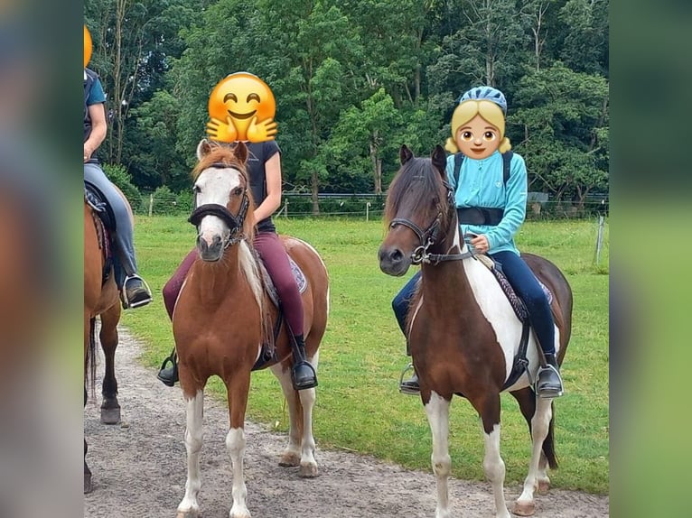 Lewitzer Gelding 16 years 12,2 hh Pinto in Rostock- Schmarl