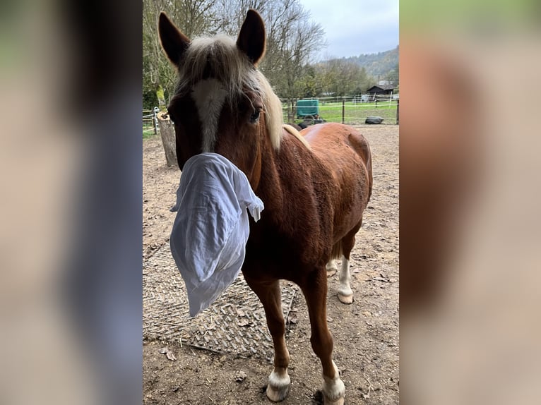 Lewitzer Gelding 16 years 14 hh Chestnut-Red in Pfinztal