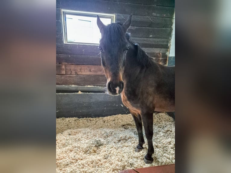 Lewitzer Gelding 17 years 13.1 hh Brown in Hamburg