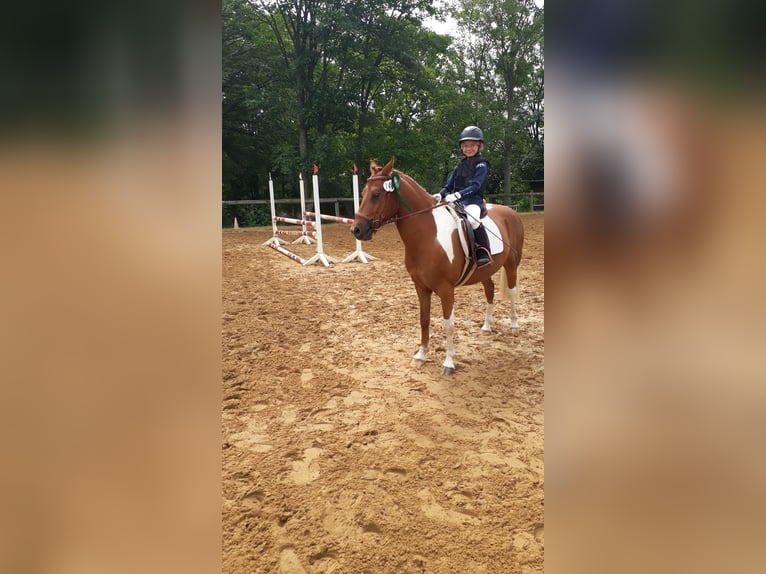 Lewitzer Mix Gelding 17 years 13.1 hh Pinto in Oelsnitz