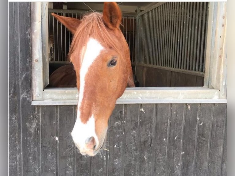 Lewitzer Gelding 18 years 12,3 hh in Emmendingen