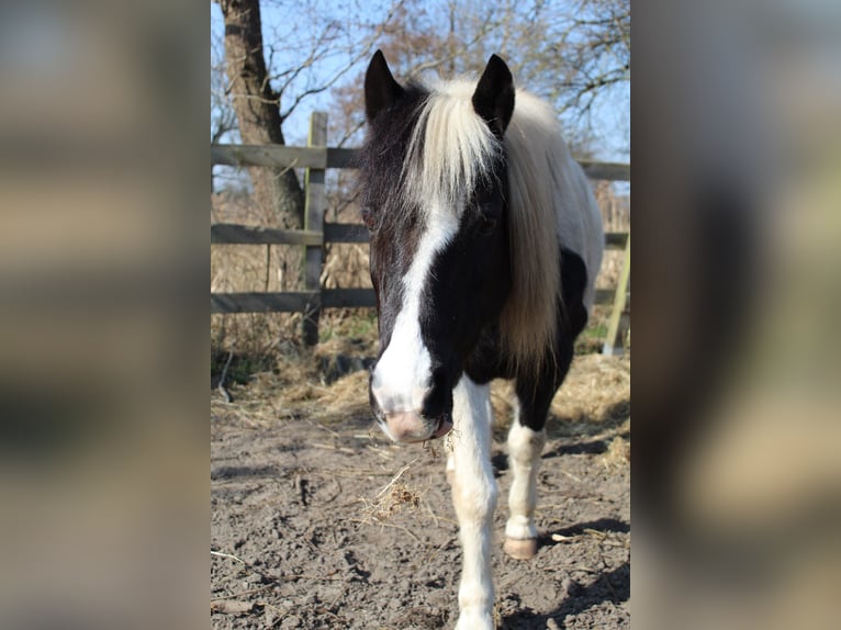 Lewitzer Gelding 18 years 12,2 hh Pinto in L&#xFC;chow