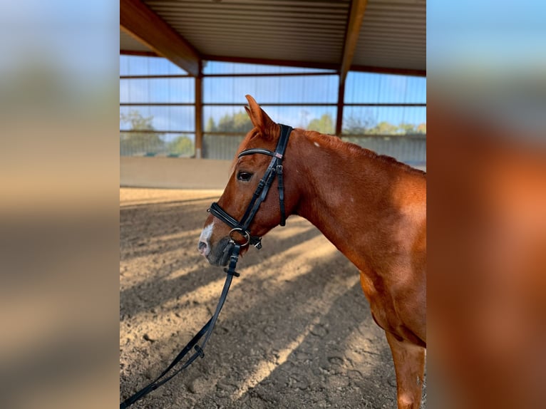 Lewitzer Mix Gelding 18 years 12,3 hh Chestnut-Red in Rheinfelden