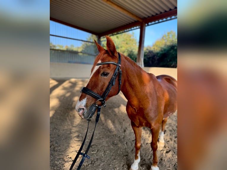Lewitzer Mix Gelding 18 years 12,3 hh Chestnut-Red in Rheinfelden