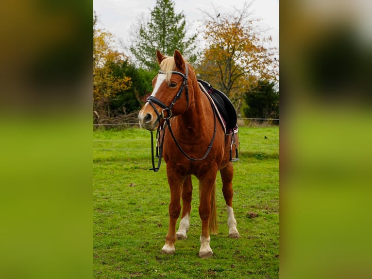 Lewitzer Gelding 18 years 13,2 hh Chestnut-Red in Malsch