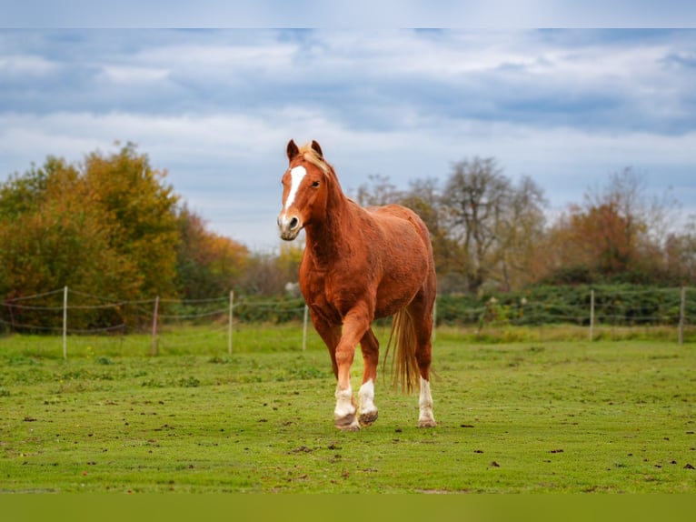 Lewitzer Gelding 18 years 13,2 hh Chestnut-Red in Malsch