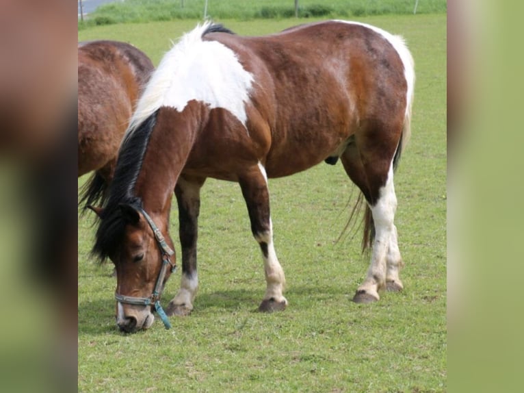 Lewitzer Mix Gelding 18 years 14.1 hh Pinto in Schwalmtal