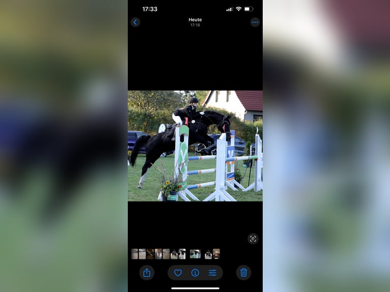 Lewitzer Mix Gelding 18 years 15,2 hh Black in Ludwigslust