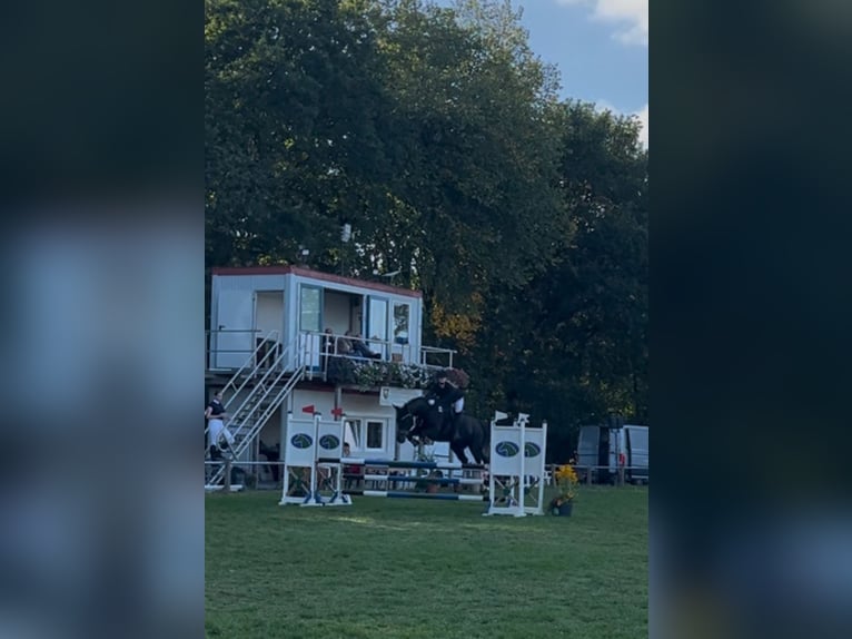 Lewitzer Mix Gelding 18 years 15,2 hh Black in Ludwigslust