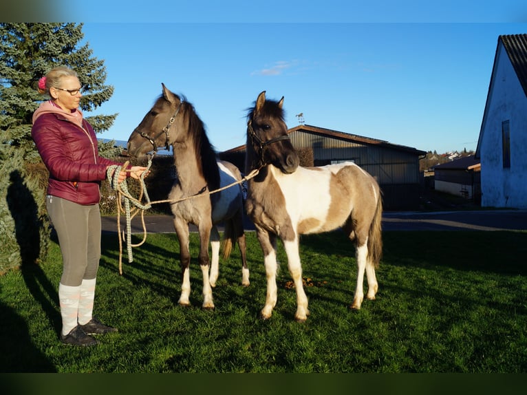 Lewitzer Mix Gelding 1 year 12,1 hh Pinto in Soest