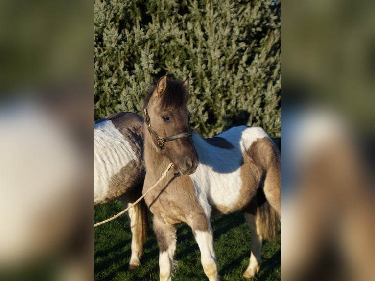 Lewitzer Mix Gelding 1 year 12,1 hh Pinto in Soest