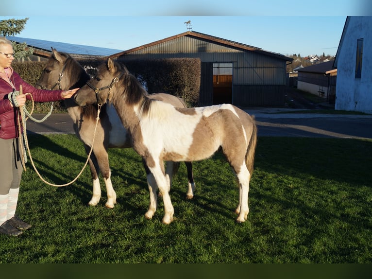 Lewitzer Mix Gelding 1 year 12,1 hh Pinto in Soest