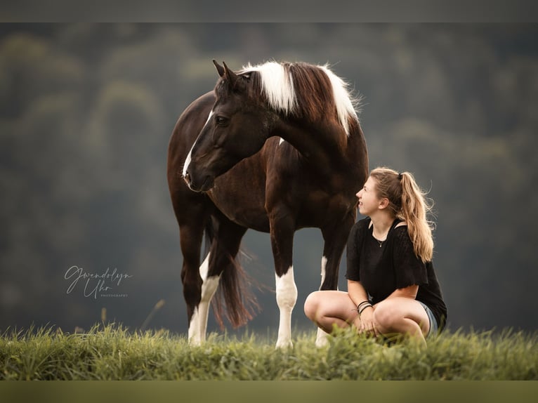 Lewitzer Gelding 20 years 14,1 hh Pinto in Köniz