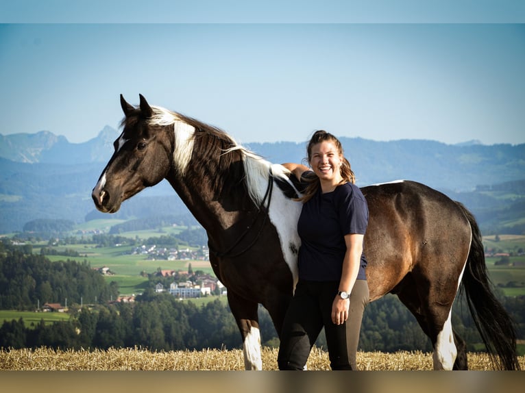 Lewitzer Gelding 20 years 14,1 hh Pinto in Köniz