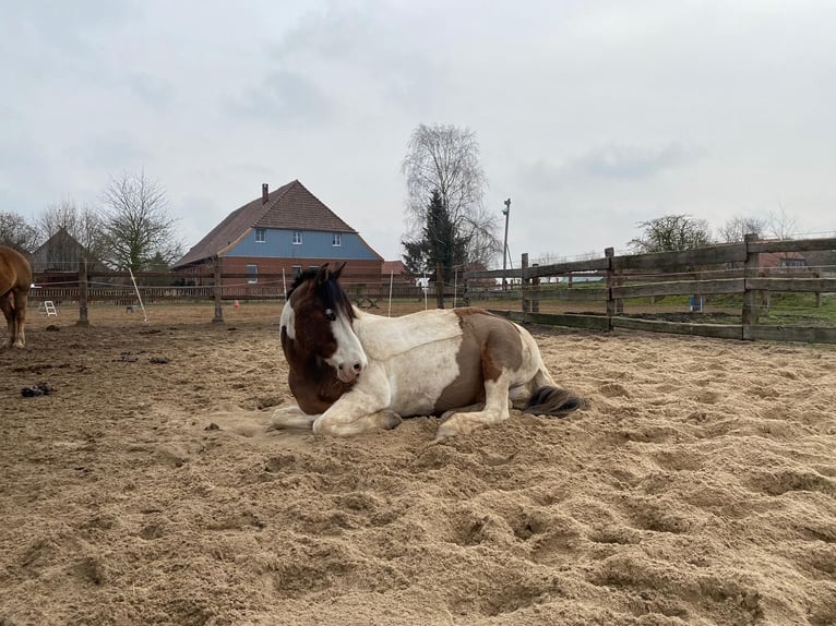 Lewitzer Mix Gelding 20 years 14.2 hh Pinto in Gnarrenburg